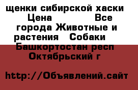 щенки сибирской хаски  › Цена ­ 10 000 - Все города Животные и растения » Собаки   . Башкортостан респ.,Октябрьский г.